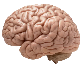 brain.png|200