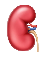 kidney.png|200