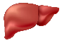 liver.png|200