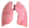 lungs.png|200